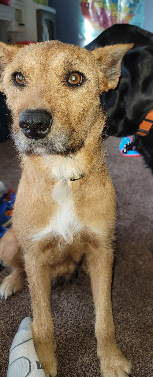Penelope