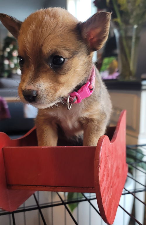 Elle