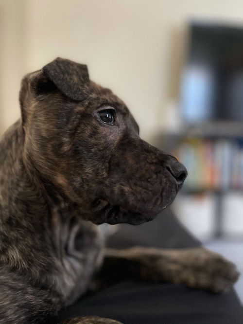 Opie