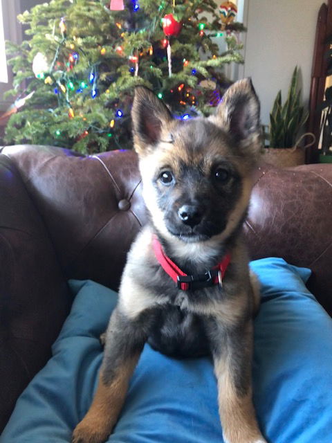 Gemma