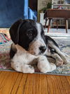 Jed