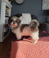 Benatar