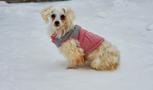 Lauper