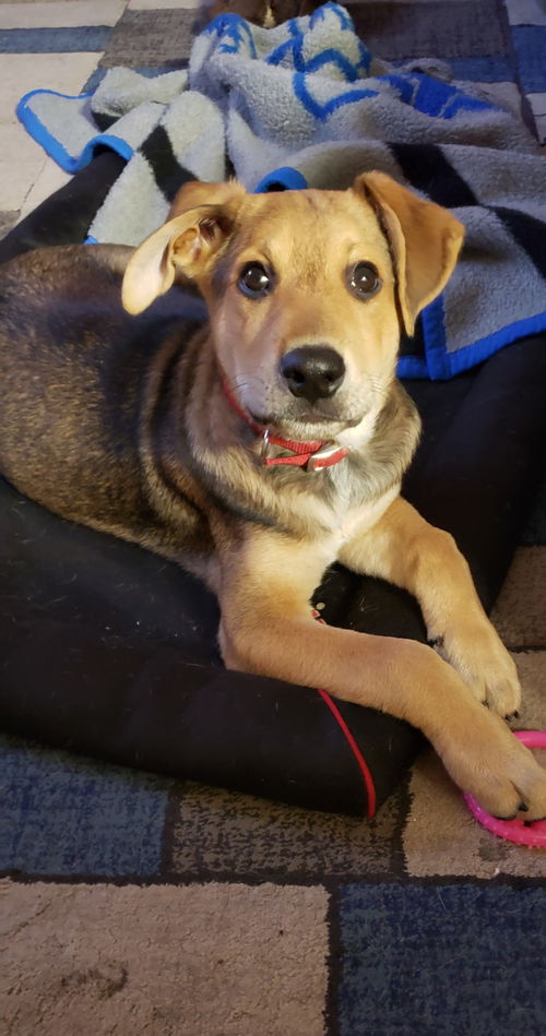 Finn