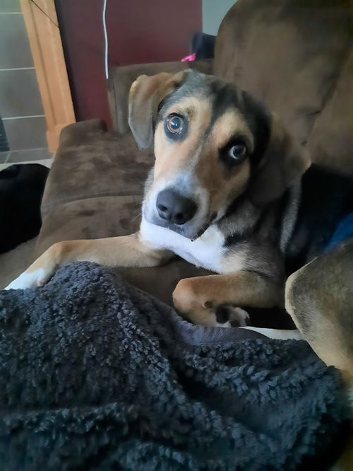 Ringo