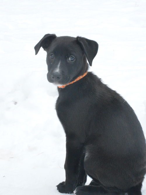 Gidget