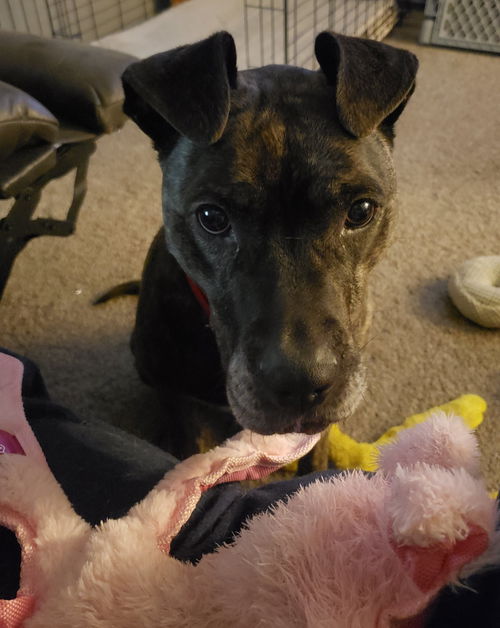Khloe (bonded pair) with Demon