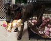 Khloe (bonded pair) with Demon