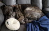 Khloe (bonded pair) with Demon