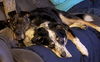 Khloe (bonded pair) with Demon