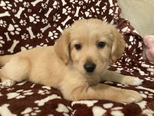 Elsa