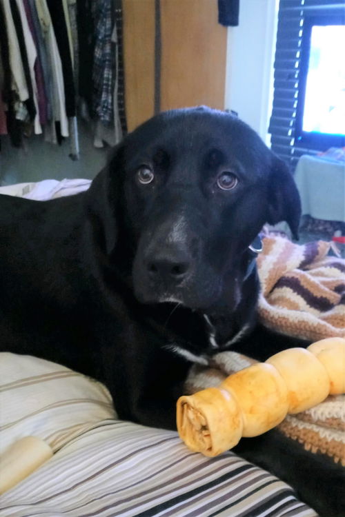 Otis