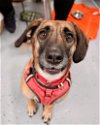 adoptable Dog in minneapolis, MN named Rosabelle