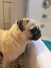 Pugsley