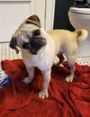 Pugsley