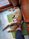 Josie