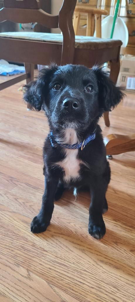 Ollie