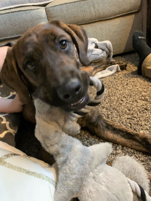Koda