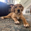 Avalon (updated vetting, bio.pics, fee)