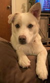 Louie