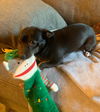 Tippy