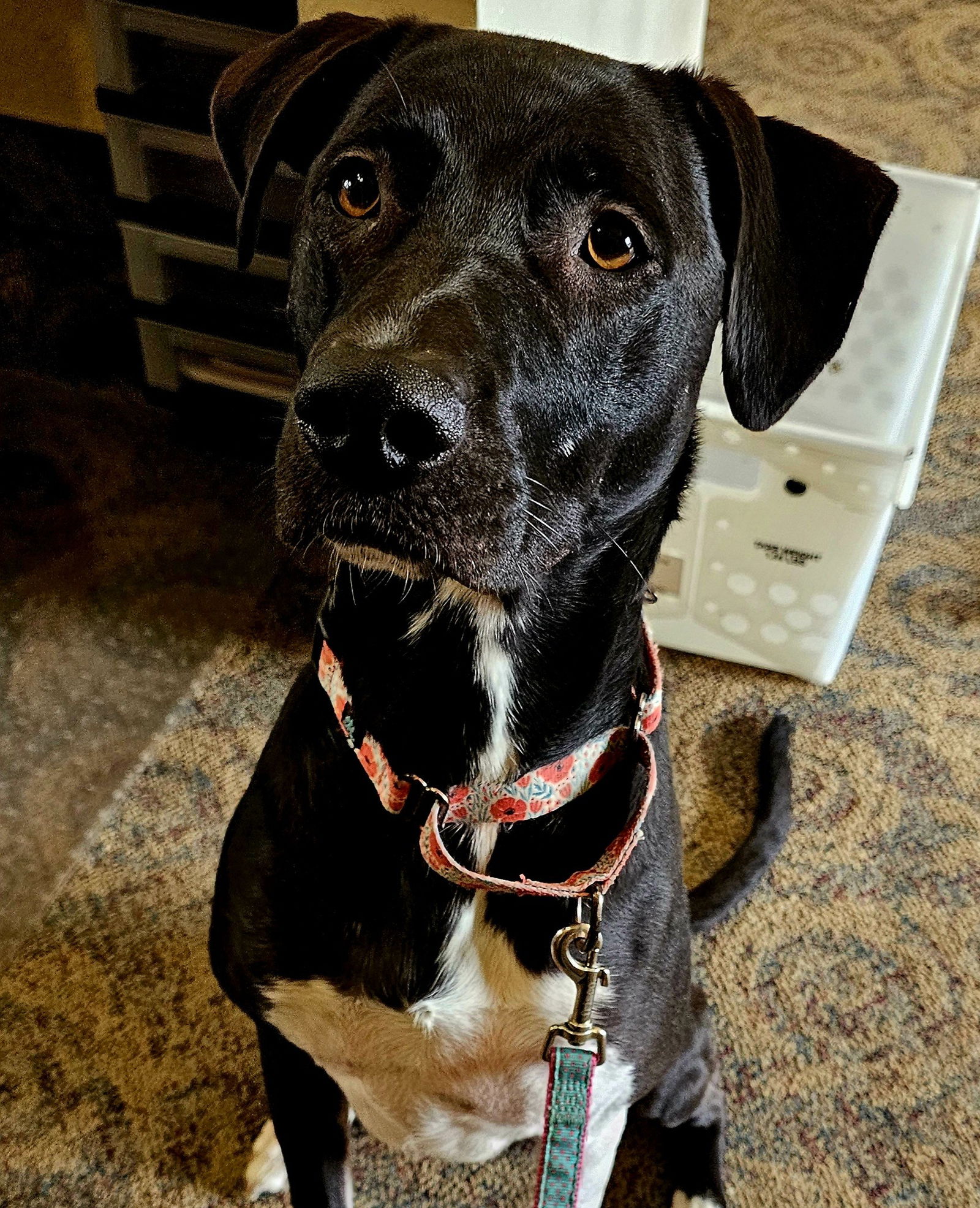 adoptable Dog in Minneapolis, MN named AJ