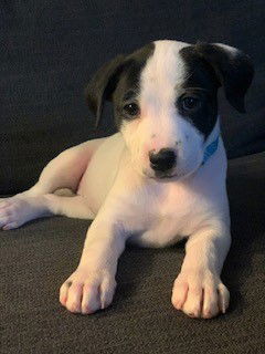 Ellie