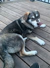 Sarge