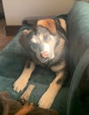 Sarge