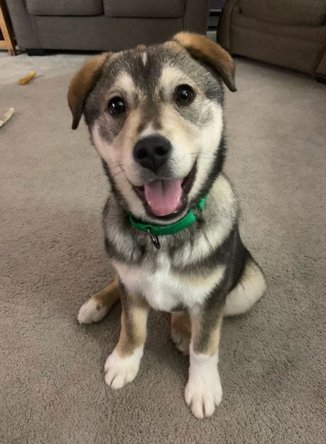 Kovu