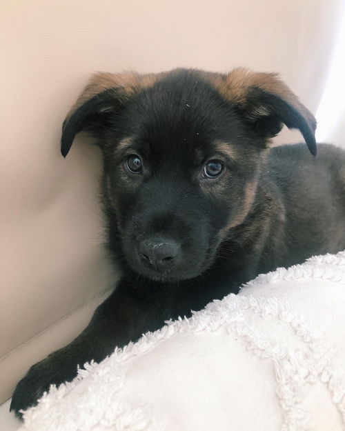 Rascal