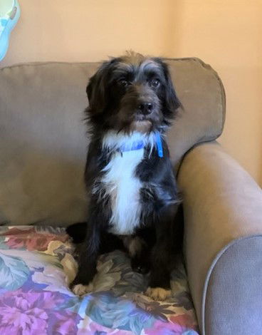 Tobias