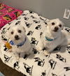 Baylor (BONDED with Diesel must be adopted togethe