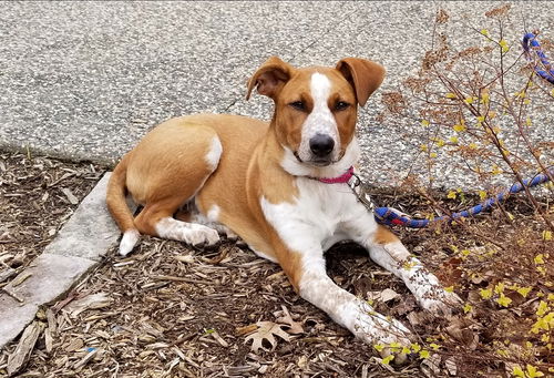 Mandy (FTA)