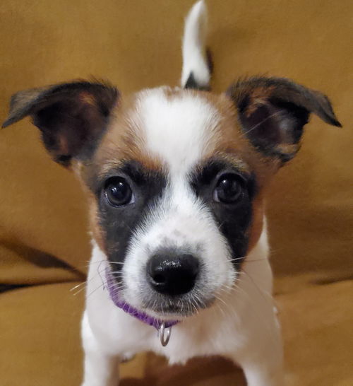 Veruca