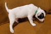 Casper