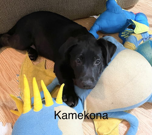Kame Kona
