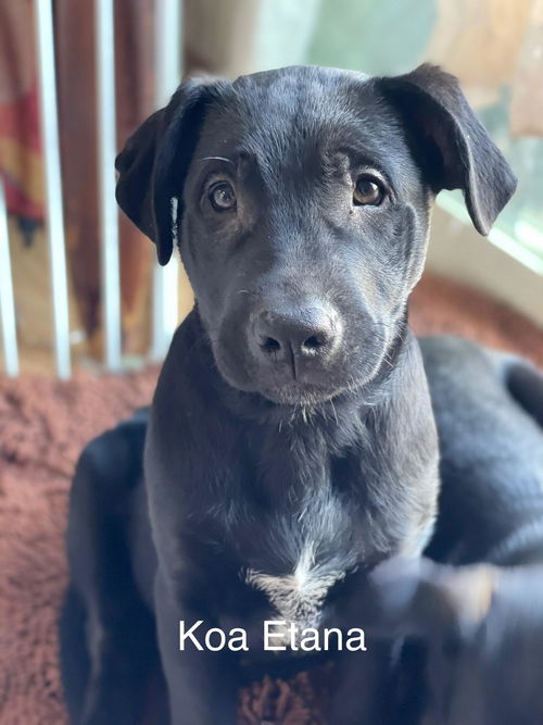 Koa Etana
