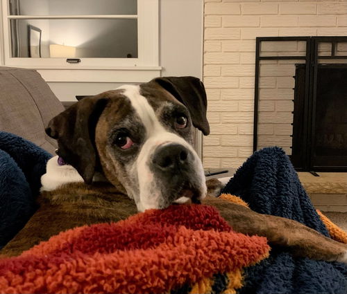 Laila