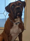 Jasper