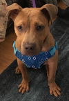 Frankie