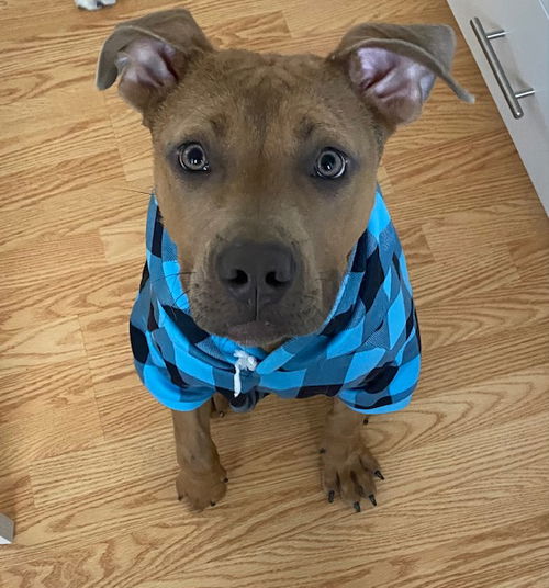 Frankie