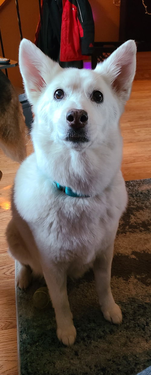 Koda