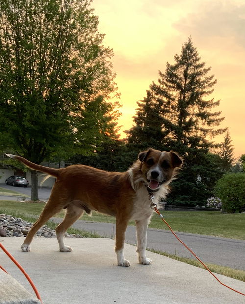 Rambo