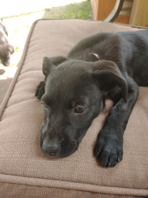 Onyx