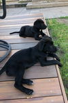 Onyx