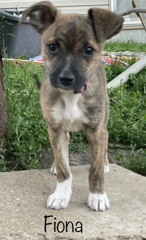 Fiona