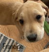Francine