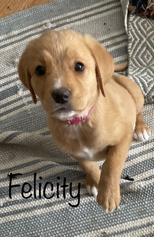 Felicity