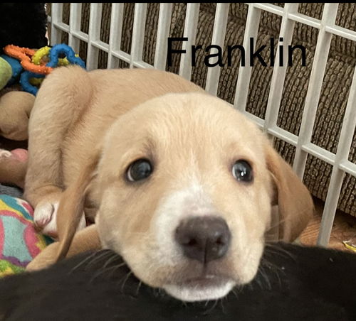 Franklin